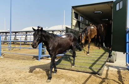 Sedena da caballos y yeguas para elaboración de suero equino