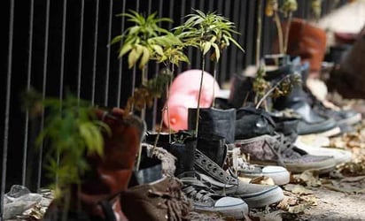 Pide Senado a CDMX asumir responsabilidad y quitar venta de marihuana