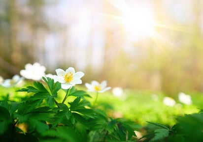 Mañana llega la primavera con el equinoccio a México