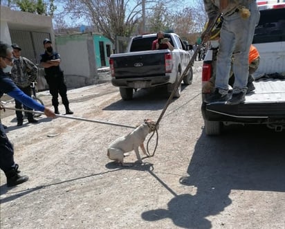 Perro pitbull ataca a niño en la 21 de Marzo en Monclova