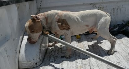 Pitbull ataca a niño en Monclova