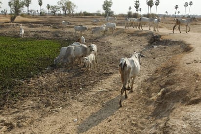 Sin agua, 50 ejidos de Región Desierto