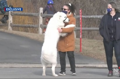 Perro detiene tráfico para pedir ayuda por desmayo de su dueña