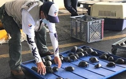 Un policía arrestado por tráfico de 185 tortugas neonatas en Galápagos