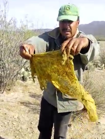 Mueren 12 vacas por tragar hules del relleno sanitario de AHMSA