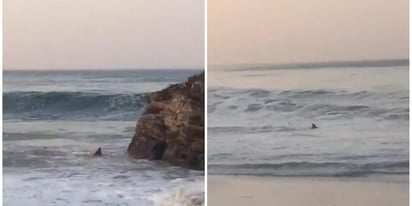 Reportan de avistamiento de tiburones en playa de Oaxaca