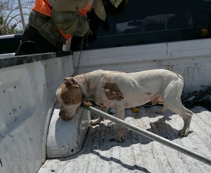 Pitbull casi le arranca la nariz a niño en Monclova