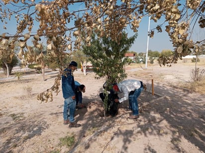 Reforestan parques y áreas recreativas