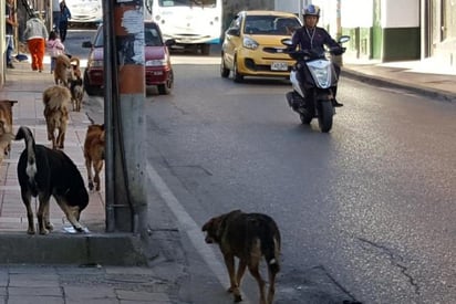 Pandemia aumentó abandono de las mascotas en Coahuila