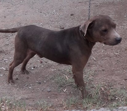 Perro ataca a menor en la San Miguel de Monclova 