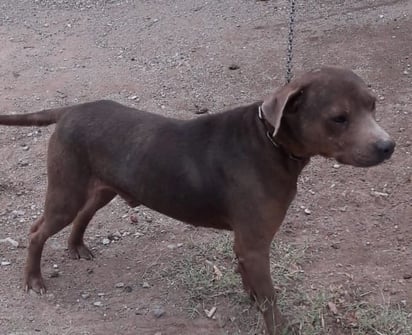 Perro ataca a menor en Monclova