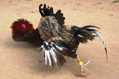 Gallos, por tres puntos que los mantengan en la pelea