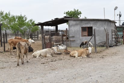 Muere ganado en ejidos de Frontera por el frío y el calor; también el campo