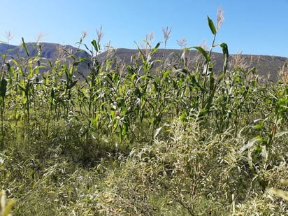 Productores de la Región Centro buscan programas para supervivencia del campo