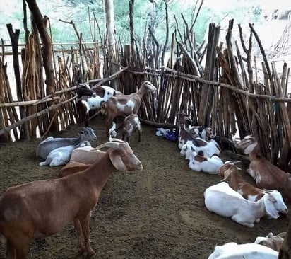 Se quejan vecinos de Castaños por males olores de animales