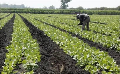 México estima crecimiento de 2.6% en producción de maíz grano en 2021