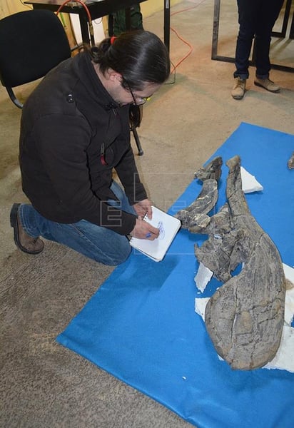 Identifican en Coahuila una nueva especie de dinosaurio