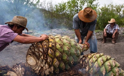 Renuevan dirigencia de Consejo Regulador del Mezcal