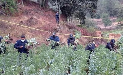 Aseguran plantío de amapolas en norte de Puebla