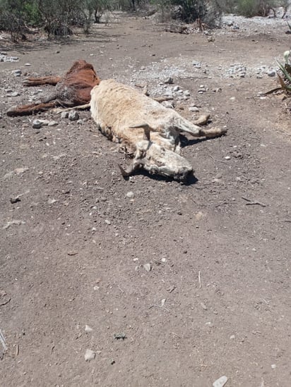 Sigue mortandad de ganado en ejidos de Castaños