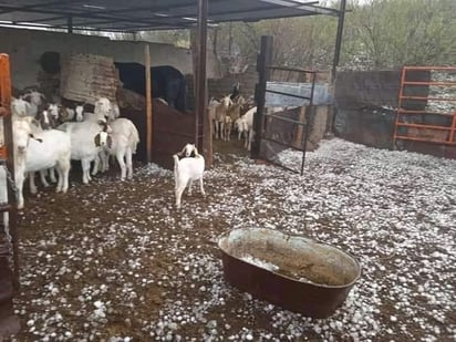 Dañó tormenta techos en  viviendas del ejido Alicante