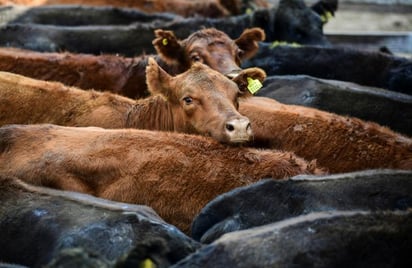 Ganaderos de Argentina terminan cese de comercialización de vacunos