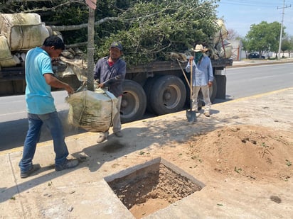 Apresuran trabajos de reforestación en plazas