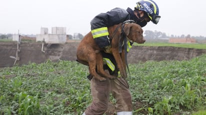 Rescata a los dos perritos atrapados en socavón 