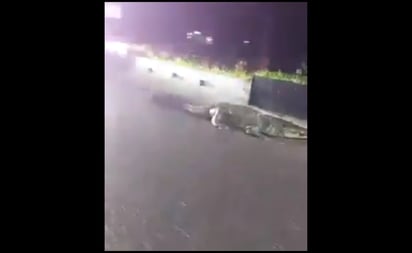 Captan a enorme cocodrilo 'paseando' por avenida de Villahermosa