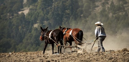 Benefician lluvias a 80 productores del campo