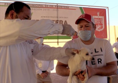 Inician vacunación  para perros y gatos