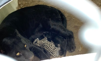 Nacen dos cachorros de jaguar en el Parque Tangamanga I