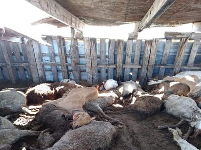 Disminuyen hatos caprinos y bovinos a causa de la sequía