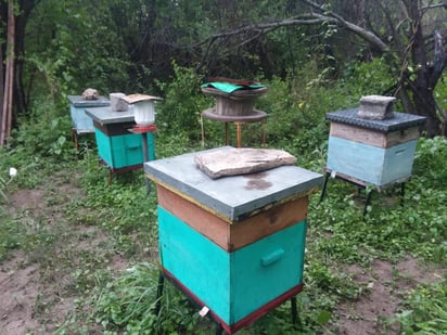 Disipan bomberos enjambre de abejas