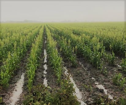 Esperan productores del campo lluvias para julio y tener mejor temporada