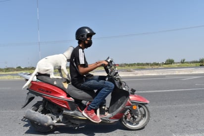 Bien ‘Perrin’ que se le ve arriba de la moto