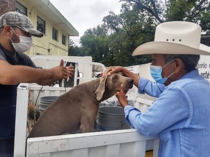 Aplicarán 600 dosis en campaña canina en Nadadores 