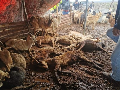 Pagan seguro por pérdida de ganado