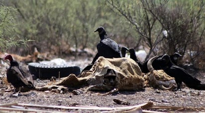 Muere 40% del ganado caprino y bovino en San Buenaventura