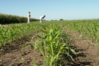 Con las lluvias esperan que mejoren cosechas de sorgo en Nadadores