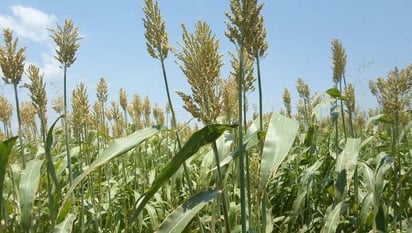 Con las lluvias esperan que mejoren cosechas  de sorgo en la región