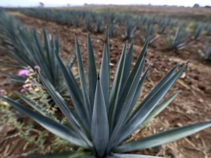 Recuperación de Estados Unidos favorece al tequila