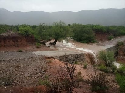 La lluvia mejora el cultivo del sorgo  forrajero; Regidor