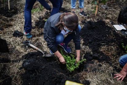 Cinvestav usa hongos para combatir la deforestación