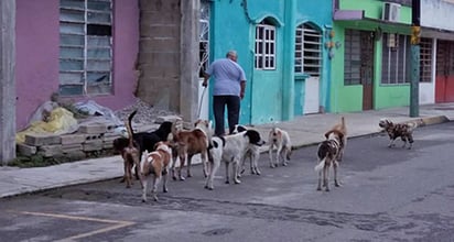 La Región Centro de los perros