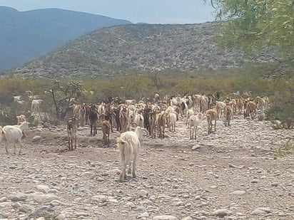 La sequía acaba con 200 cabezas de ganado