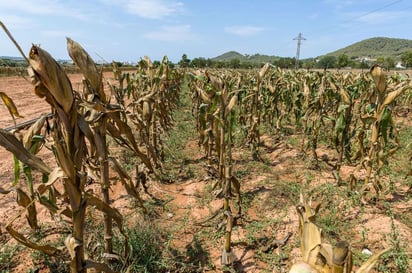 Las lluvias son insuficientes ante sequía 