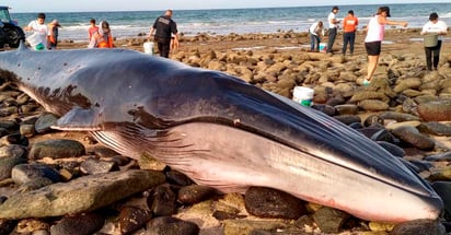 Varamiento de ballena en estado mexicano de Sonora, oportunidad para expertos