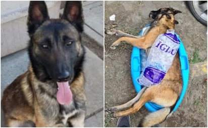 Denuncian que policía de CDMX habría matado a patadas a perrito