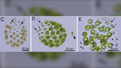 Investigadores japoneses descubren la primera especie con tres sexos diferentes 